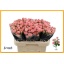 product/img.floraplaza.nl/KRODI6-LIVE_fotos-0x88EE5FA208EE052C3E0A627DB8B6F9855222C052.jpg