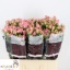 product/img.floraplaza.nl/KRODI6-LIVE_fotos-0xC1BFA4BDA14FB9A666D55FA6442BABDDF970123B.jpg