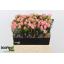 product/img.floraplaza.nl/KRODI6-LIVE_fotos-0xF57AAD1FFC5BB242FCB8D0114DF6CDCEA908AE86.jpg