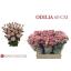 product/img.floraplaza.nl/KRODI6-LIVE_fotos-0xFD6067AC83A0ED403190EBFC2CC2E4674306C47E.jpg