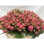 product/img.floraplaza.nl/KRPINP50-LIVE_fotos-0x44A1BFECBF5FDCAEF61F0A11B8CCEACD4212B93A.jpg