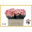 product/img.floraplaza.nl/KRREF5-LIVE_fotos-0xF268271DF11705B40C23A5CEF2A6703E0ABBAB6B.jpg