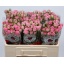 product/img.floraplaza.nl/KRROW5-LIVE_fotos-0x0BB2B2218D1A11D517850306D5F6716B4E7CA4B9.jpg