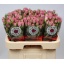 product/img.floraplaza.nl/KRROW6-LIVE_fotos-0x0BED39BEBD52D9A4B44ACFEB4B25DEB08D3DEF02.jpg