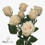 product/img.floraplaza.nl/KRROYP5-ART_Fotos-VBN-vbn115024.jpg product/img.floraplaza.nl/KRROYP5-ART_Fotos-VBN-vbn115024.jpg