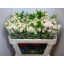 product/img.floraplaza.nl/KRROYP7-LIVE_fotos-0x3D0F05881BBA076200D3C95A9897D22B92497684.jpg