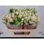 product/img.floraplaza.nl/KRROYP7-LIVE_fotos-0xE6BDACFCD01EC0E377FF08CDEA495B3237E27ED0.jpg