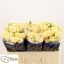 product/img.floraplaza.nl/KRSAL5-LIVE_fotos-0x43D632ADA31284E802BDE53EF07C8BD936D769D0.jpg