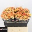 product/img.floraplaza.nl/KRSHOF6-LIVE_fotos-0xA22B7DBC6FCBEAEC6B24DF96223F96C3A8D5A0CB.jpg