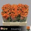 product/img.floraplaza.nl/KRSMA5-LIVE_fotos-0xCB306B6B8B2F80C5EBB217E9262479827F1CE990.jpg