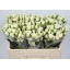 product/img.floraplaza.nl/KRSNO5-LIVE_fotos-0xA7451F8F080C59277E4A43CAF29D0536DA73EB71.jpg