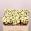 product/img.floraplaza.nl/KRSNO5-LIVE_fotos-0xB1D8096E3B67C43F01C933AC8C858CE6741A3798.jpg