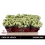 product/img.floraplaza.nl/KRSNO5-LIVE_fotos-0xCEF16471EFB76CF8AAF056878D098700CDE9588F.jpg
