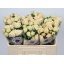 product/img.floraplaza.nl/KRSUM5-LIVE_fotos-0x39D0C5D9CC94AB3C01C9A4C6B05C93A99AF13CB4.jpg