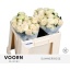 product/img.floraplaza.nl/KRSUM5-LIVE_fotos-0xB2C65E2FEE761FE89FCC2D309705C6A3A46121A1.jpg