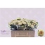 product/img.floraplaza.nl/KRSUM5-LIVE_fotos-0xD02D074999C5A47AAAFA8F11A8D5AF8352D97B56.jpg