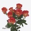 product/img.floraplaza.nl/KRSUMD5-ART_fotos-VBN-vbn118276.jpg