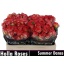 product/img.floraplaza.nl/KRSUMD5-LIVE_fotos-0x7B9106F0A4A369603E931FACC3A9B1E7237A98F3.jpg