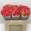 product/img.floraplaza.nl/KRSUMD5-LIVE_fotos-0x9699D544C777C39B428BC1596AF803CA2BAED34F.jpg