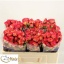 product/img.floraplaza.nl/KRSUMD5-LIVE_fotos-0xAAB1ED2333C35D6D9FEE9AC344AA97658EC04155.jpg