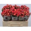 product/img.floraplaza.nl/KRSUMD5-LIVE_fotos-0xDA6B8D5788C49877D86E308CC304FF8905ABF9FC.jpg