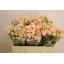 product/img.floraplaza.nl/KRSWES5-LIVE_fotos-0x0092F96A10B6EFEA12666029AD2460F07418E6E2.jpg