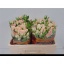product/img.floraplaza.nl/KRSWES5-LIVE_fotos-0x629D9BCDE65E7D52BB3F7BF836227D1EFC857476.jpg