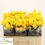 product/img.floraplaza.nl/KRTAR5-LIVE_fotos-0x1C7DF8A44CDBCDA5F4FEB24CA955C1031F18C93B.jpg