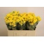 product/img.floraplaza.nl/KRTAR5-LIVE_fotos-0xAD00AAE324339715FDE2456CB3CEFD5CABC4E22C.jpg