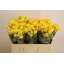 product/img.floraplaza.nl/KRTAR5-LIVE_fotos-0xC64B1A287C66DC391D42AFEE8D01999DF04F5C48.jpg