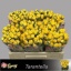 product/img.floraplaza.nl/KRTAR5-LIVE_fotos-0xF17C8EF87DD9FDC3CE1BE48DDF8945E178285EFC.jpg