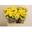product/img.floraplaza.nl/KRTAR6-LIVE_fotos-0x6D6F4A59E0EBD5D202C383E573B6E5843FDF8C73.jpg