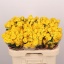 product/img.floraplaza.nl/KRTAR6-LIVE_fotos-0x8321C829EF9043B51EA64718377E3C4CA9BD56B6.jpg