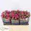 product/img.floraplaza.nl/KRTES5-LIVE_fotos-0x797677B21C6AC6D2CB1A3BAD5D476F394C9FB335.jpg