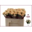 product/img.floraplaza.nl/KRTRI5-LIVE_fotos-0x3C9F2EB5A2D1F2DA5AE95DCD9E30E6CC5A15F365.jpg