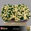 product/img.floraplaza.nl/KRTRI5-LIVE_fotos-0x5387D18C5AF5106FF7042CC03B4CDA257EE3E36C.jpg