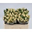 product/img.floraplaza.nl/KRTRI5-LIVE_fotos-0xC2AC446211ACE60BDC9E5635D7B3F7ED2E836994.jpg