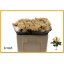 product/img.floraplaza.nl/KRTRI5-LIVE_fotos-0xC95A144F93D93282CCF29BEE169FB47A59D274D0.jpg