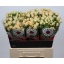 product/img.floraplaza.nl/KRTRI6-LIVE_fotos-0x6F7921DDC10EDC92DA8935EF973B1940F8C34674.jpg