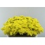 product/img.floraplaza.nl/LACHMOO7-LIVE_fotos-0xAA640480D4DED221263E3035D2443B44DE799037.jpg