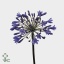 product/img.floraplaza.nl/LAGAINT7-ART_Fotos-VBN-vbn4425.jpg product/img.floraplaza.nl/LAGAINT7-ART_Fotos-VBN-vbn4425.jpg