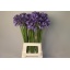 product/img.floraplaza.nl/LAGAURI6-LIVE_fotos-0xEDE30AED56542B4816EC37D26949BD0090EC803E.jpg