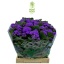 product/img.floraplaza.nl/LAGE45-LIVE_fotos-0xDEB9E6E7EC3F0677AC60ECE16E59FEE912427B40.jpg