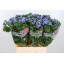 product/img.floraplaza.nl/LAGEBLU7-LIVE_fotos-0xB6B9F7F10F28B0D2C9A09F24CE40ABAEC2788FAF.jpg