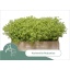 product/img.floraplaza.nl/LALC5-LIVE_fotos-0x0CFAE4B9C1E6763D339BBF3B0067E4C2E97446F6.jpg