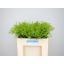 product/img.floraplaza.nl/LALC5-LIVE_fotos-0x430A32734FA3486E3274A51B96F00E5EEA63AD4E.jpg