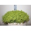 product/img.floraplaza.nl/LALC55-LIVE_fotos-0x0BCAB4CF7565F46C340999AA5DA71CC5C6844AA8.jpg