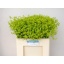 product/img.floraplaza.nl/LALC6-LIVE_fotos-0xC333DA7915CB4FAF182B2748E8D86EED5620B8C6.jpg