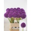 product/img.floraplaza.nl/LALLAMB9-LIVE_fotos-0x4D45F0D6A07522D02F25EB326D66D0E5A39C35A9.jpg