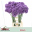 product/img.floraplaza.nl/LALLGLA9-LIVE_fotos-0xDE8DEE3A015FA7486610F5ABF31A082D24CD68AB.jpg